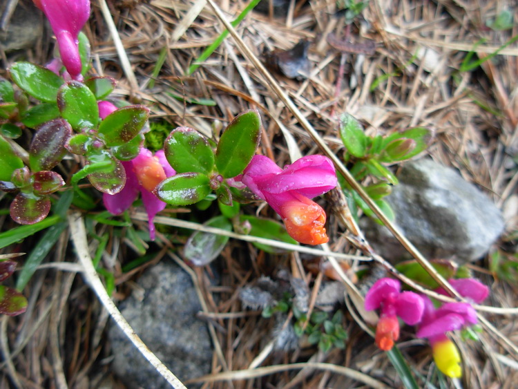 dalla Val Badia (BZ) - Polygala chamaebuxus